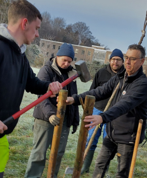bomen aanplanten leuven