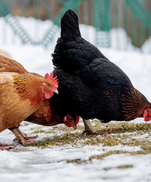 Kippen in de winter