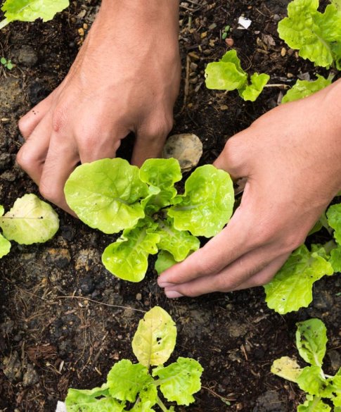 plantgoed