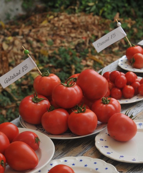 tomaten