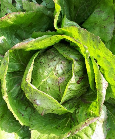 Radicchio