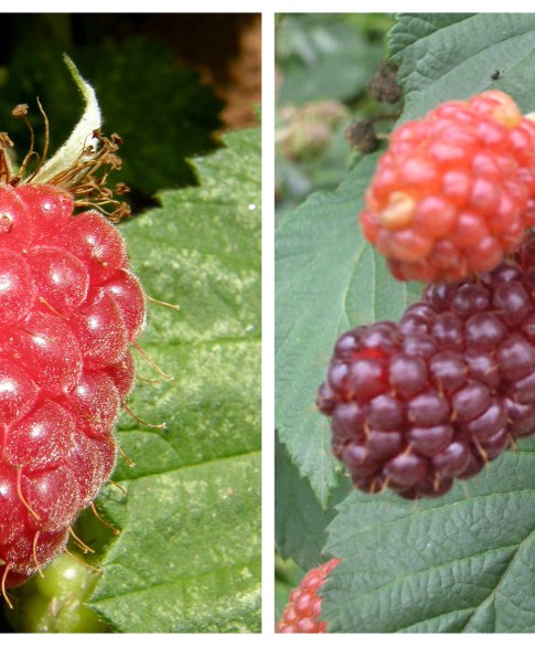 samenaankoop fruitbomen