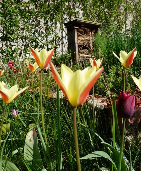 Verwilderingstulp Tinka