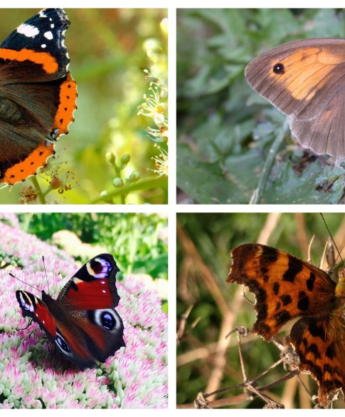 Collage vlinders