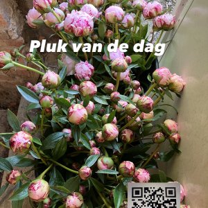 Kraakvers Bio Lier