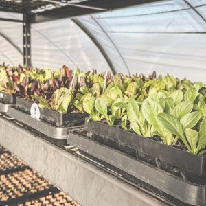 De Pret_Annelies_Brugge