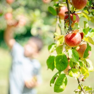 appels plukken