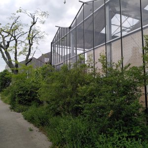 Leidi Haaijer