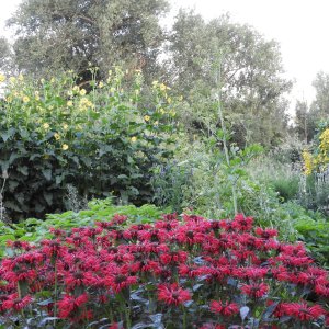 Leen Daems_Geel