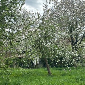 Vrienden van de boomgaard - Zwijndrecht