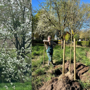 Boom in bloei - man die boom plant
