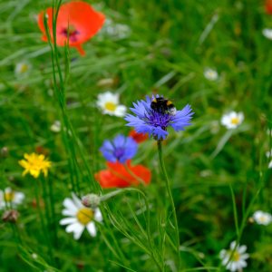 Jasmine De Brauwer_Zoersel