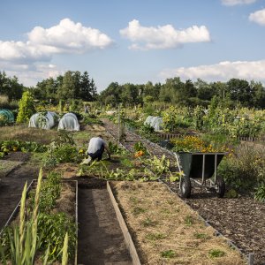 Hitte en droogte in de moestuin