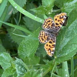 Bart van de Mooter_2026