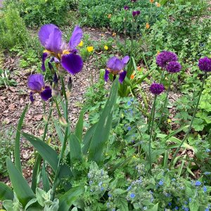Croostuin Rotterdam