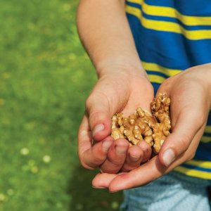 Klimaatbomen met smaak