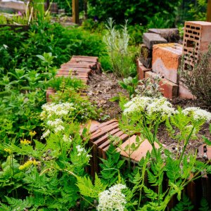 Lieve Groentjes Joke