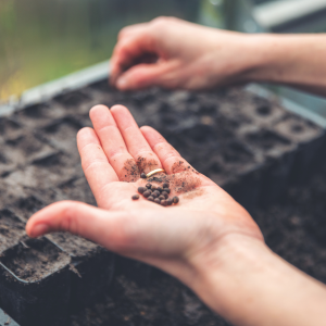 hand met zaden