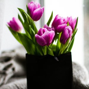 tulpen boeket