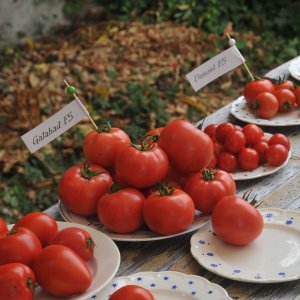tomaten