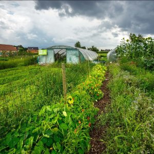 PFOS in Vlaanderen