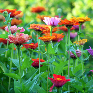bloemen